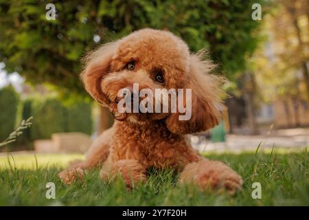 chien maltipoo drôle couché sur l'herbe dans le parc, portrait de chien brun, amour pour les chiens, en attente de traitement Banque D'Images