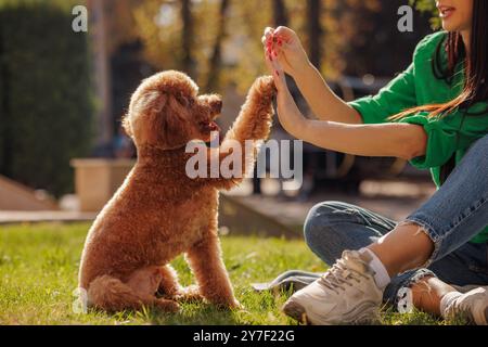 caniche rouge se promène dans le parc avec le propriétaire, chien rouge assis sur le sol, donnant la patte au propriétaire, arbres verts en arrière-plan, concept de promenade de chien Banque D'Images