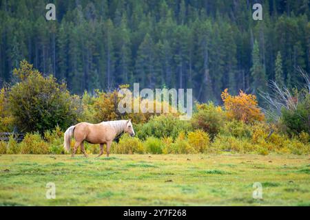 Un cheval palomino paissant dans une prairie verdoyante avec une forêt dense en arrière-plan. Banque D'Images