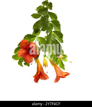 Plante à fleurs rouges, Campsis grandiflora, Campsis radicans, vigne trompette ou crêpe trompette, plan studio, isolé sur fond blanc Banque D'Images