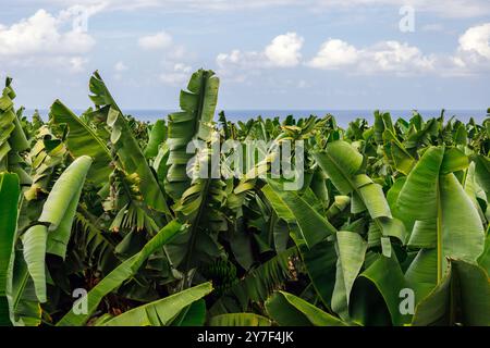 Plantation de bananes à Puerto de la Cruz. Îles Canaries, Espagne. Récolte riche. Agriculture, concept d'agriculture. Ferme fruitière biologique cultivée avec ciel bleu Banque D'Images