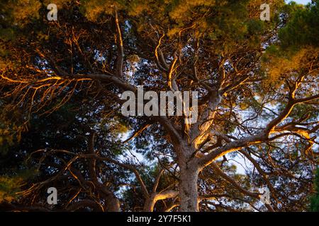 Arbre extrêmement feuillu avec de nombreuses branches et feuilles, le soleil brille à travers sa partie inférieure, marquant et éclairant Banque D'Images