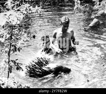 20 février 1959. Lac Kariba. Opération Ark. Frank Junor, Un biologiste du Département du gibier (à droite) et un garde forestier en chef, M. Fothergill, entrent dans l'eau pour réanimer un porc-épic. Zimbabwe Banque D'Images