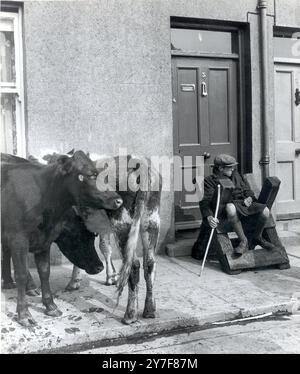 Un petit garçon est employé pour garder le bétail loin de la porte d'entrée de cette maison à Wexford Eire comme le marché mensuel a lieu dans les rues de la ville le 7 juin 1951 Banque D'Images