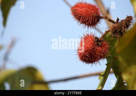 Gousses de graines épaisses d’aspect rouge-brun d’achiote (Bixa orellana) à l’extrémité de la branche. Banque D'Images