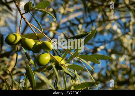 Gros plan d'olives vertes fraîches poussant sur une branche avec des feuilles contre un ciel bleu. Culture de l'olive biologique dans un bosquet méditerranéen, mettant en valeur le Banque D'Images