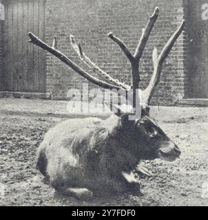 Le cerf de Milou ou de Pere David. Cette espèce unique de cerfs possède un ensemble remarquable de bois qui sont jetés et renouvelés deux fois par an. Pensé éteint cet animal rare a été redécouvert en Chine par l'abbé David en 1865. En 1869, la société zoologique acquiert un couple dont le duc de Bedford réussit à élever un troupeau dans les terres de l'abbaye de Woburn. 8 mars 1924 Banque D'Images