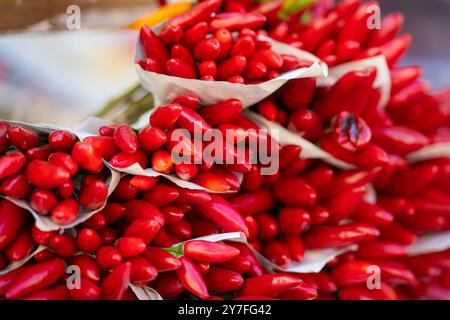 Gros plan d'un grand bouquet de piments rouges frais sur un étal de marché à Venise. Vue abstraite de piments en vente au marché du Rialto à Venise. Banque D'Images