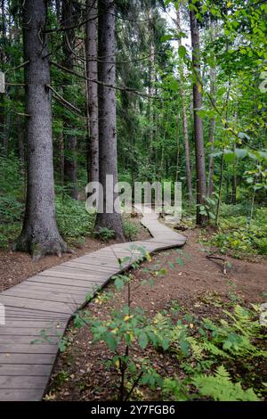 Chemin de planche en bois sinueux écologique à travers des bois d'épinettes de conifères sombres, forêt d'automne. Banque D'Images