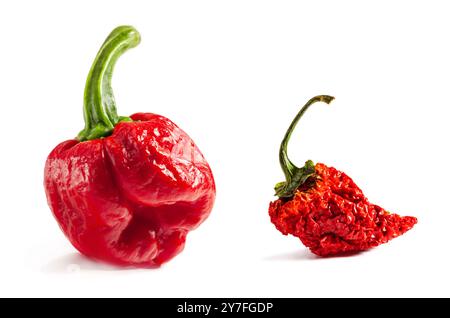 PED Carolina Reaper Pepper. Fruits frais et secs. Est-ce qu'une variété de piment ont une cote de chaleur de 1 150 000 - 2 200 000 unités Scoville Banque D'Images