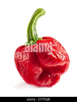 PED Carolina Reaper Pepper. Est-ce qu'une variété de piment ont une cote de chaleur de 1 150 000 - 2 200 000 unités Scoville Banque D'Images