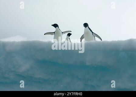 Un pingouin nage dans les eaux glacées claires de l'Antarctique. Banque D'Images