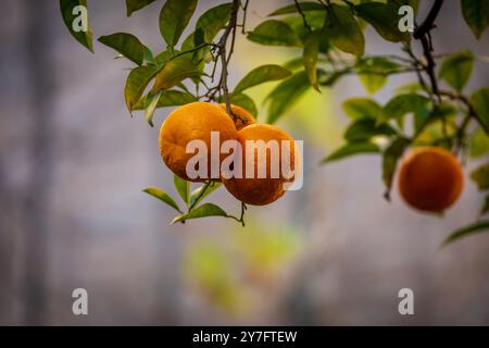 Oranges vibrantes poussant en février, dans la ville espagnole de Séville Banque D'Images