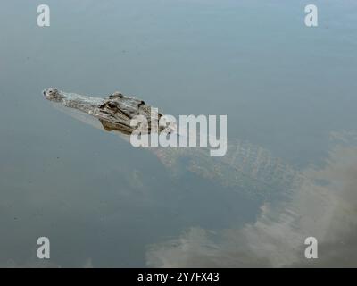 Alligator/Crocodile flottant dans le marais Banque D'Images