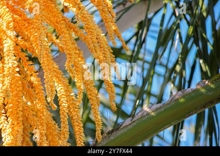 Palmier abstrait tropical d'été Banque D'Images