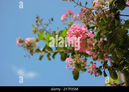 Printemps rose arbre fleurs et feuilles dans Un ciel bleu Banque D'Images