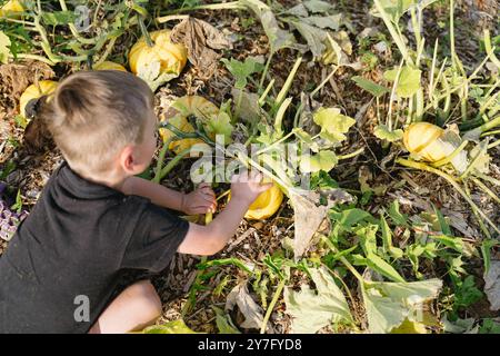 Jeune garçon cueillant des citrouilles dans un champ de citrouille Banque D'Images