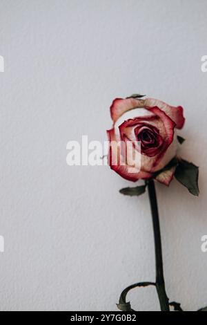 rose sèche et rose blanche sur fond blanc Banque D'Images