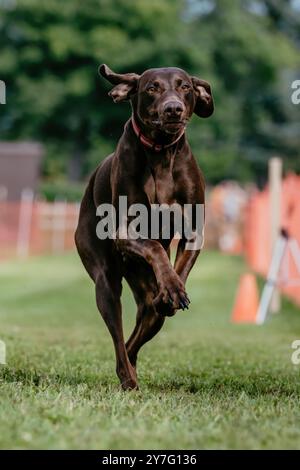 Chocolate Lab Mutt race mixte course Lure Dog Sport Banque D'Images