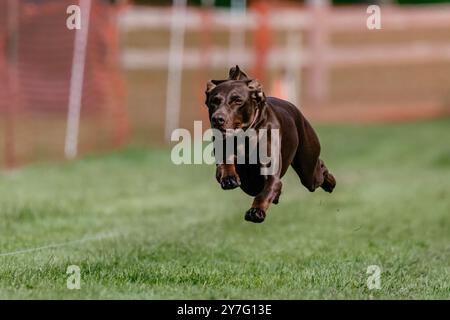 Chocolate Lab Mutt race mixte course Lure Dog Sport Banque D'Images