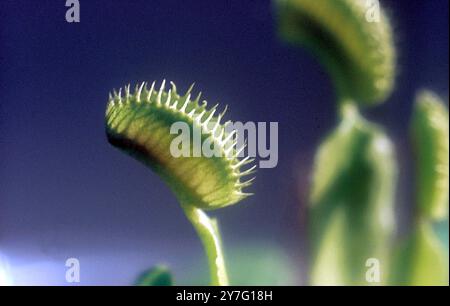 La plante insectivore venus Fly Trap Banque D'Images