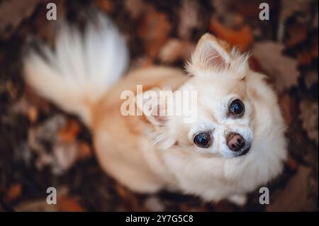 Un petit chihuahua (Canis lupus familiaris) se trouve parmi les feuilles d'automne et regarde directement la caméra. La scène capture un portrait inhabituel de Thi Banque D'Images