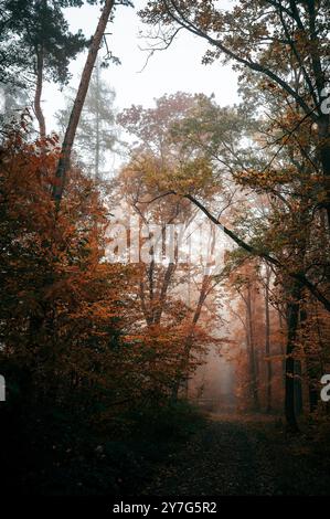 Une forêt d'automne sombre et sinistre est entourée de brouillard. Les feuilles affichent des couleurs d'automne vibrantes, et l'atmosphère est froide et humide. Un sentier serpente à travers t Banque D'Images