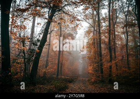 Une forêt d'automne sombre et sinistre est entourée de brouillard. Les feuilles affichent des couleurs d'automne vibrantes, et l'atmosphère est froide et humide. Un sentier serpente à travers t Banque D'Images