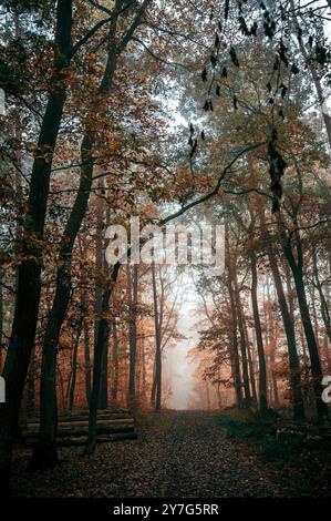 Une forêt d'automne sombre et sinistre est entourée de brouillard. Les feuilles affichent des couleurs d'automne vibrantes, et l'atmosphère est froide et humide. Un sentier serpente à travers t Banque D'Images