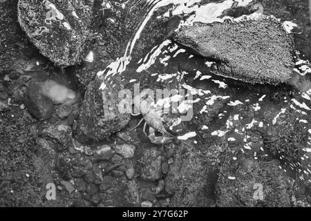 Écrevisses dans un ruisseau sur du gravier avec des pierres. Écrevisses dans la nature. Délicatesse à manger. Animal sauvage en Scandinavie Banque D'Images