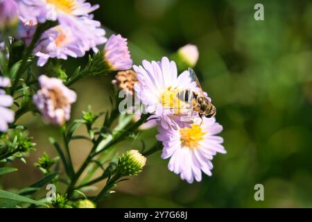 Hoverfly sur une délicate fleur rose collectant le pollen. Plan macro d'un insecte. Animal dans la nature Banque D'Images