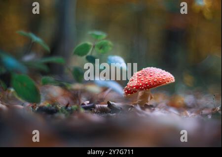 Un champignon agarique toxique mortel à la mouche (Amanita muscaria) pousse dans une forêt en automne. La casquette rouge vif avec des taches blanches se distingue AM Banque D'Images