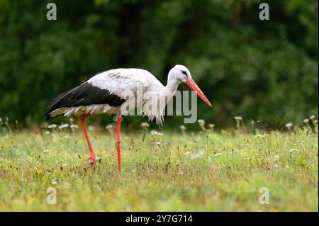 Gros plan d'une cigogne (Ciconia ciconia) marchant dans de hautes herbes dans un pré, à la recherche de nourriture. L'arrière-plan présente une forêt visible. Banque D'Images