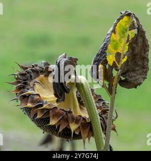 Gros plan des têtes de tournesol séchées au soleil au coucher du soleil Banque D'Images