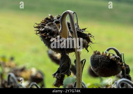 Gros plan des têtes de tournesol séchées au soleil au coucher du soleil Banque D'Images