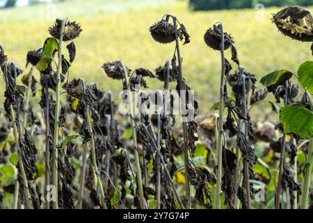 Gros plan des têtes de tournesol séchées au soleil au coucher du soleil Banque D'Images