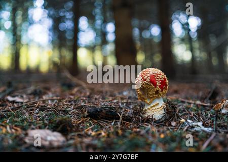 Un champignon agarique toxique mortel à la mouche (Amanita muscaria) pousse dans une forêt en automne. La casquette rouge vif avec des taches blanches se distingue AM Banque D'Images