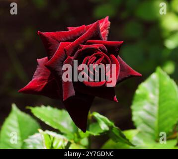 Rose à thé hybride Black Velvet. Lumière du soleil sur fond d'ombre naturelle. Mise au point sélective peu profonde. Banque D'Images