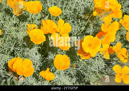 Les petites fleurs de l'Esholtsia fleurissent en jaune vif Banque D'Images