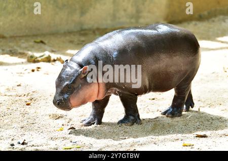 Un hippopotame pygmée nain femelle nommé 'Moo Deng' dans le zoo ouvert de Khao Kheow à Chonburi Thaïlande Banque D'Images