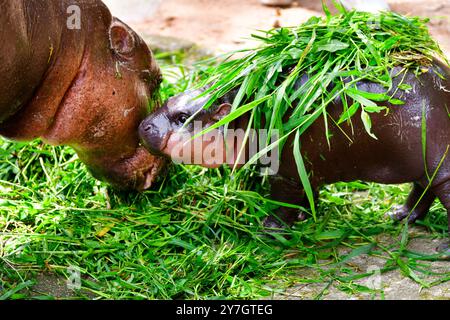 Mère et bébé couplehippopotamus nommé “Moo Deng” au zoo ouvert de Khao Kheow, Chonburi, Thaïlande. Banque D'Images