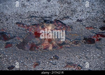 Sarajevo Rose Symbol des Krieges 21.09.24, Sarajevo : Symbolfoto, Illustrationsbild, Symbolbild, Illustrationsfoto, Alltagsszene Sarajevo Rose Symbol des Krieges Eine Sarajevo Rose, ein dauerhaftes Zeichen des Bosnienkrieges, markiert den Asphalt in Sarajevo. Diese Narben wurden durch Mörsergranaten hinterlassen, die während des Krieges explodierten, und wurden später mit rotem Harz gefüllt, um an die zivilen opfer zu erinnern. . Sarajevo Hessen Bosnien-Herzégovine *** Sarajevo rose symbole de la guerre 21 09 24, Sarajevo symbole photo, illustration image, symbole image, illustration photo, illustration photo, tous les jours s Banque D'Images