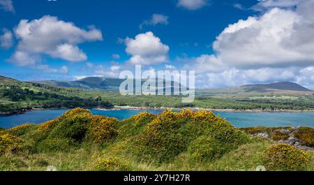 Vue à travers l'extrémité ouest de la baie de Bantry de l'île de Bere à Knockoura Hill, avec la gorse occidentale (AKA naine ou Atlantique) (Ulex galli) en fleur Banque D'Images