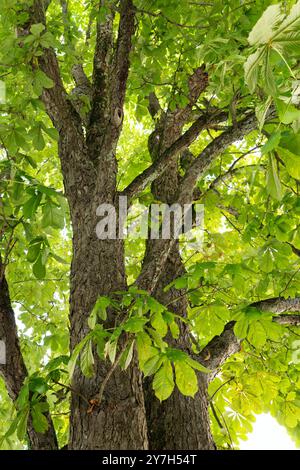 Vue rapprochée d'un grand arbre avec des feuilles vertes et une écorce texturée, prise de dessous regardant vers le haut. Banque D'Images