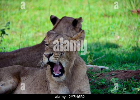 Lions dans le parc national de Murchison Falls Ouganda. Photo de Matthias Mugisha Banque D'Images