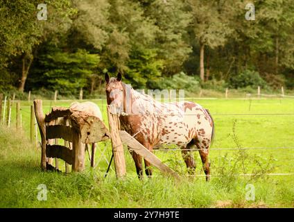 Un cheval appaloosa repéré debout derrière une clôture en bois rustique dans un pâturage vert, entouré d'arbres. Le cadre calme de la campagne met en valeur le h. Banque D'Images