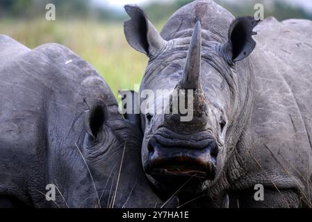 Rhinocéros blancs (Ceratotherium simum) au ranch Ziwa à Nakasongola où ils sont élevés pour être relâchés dans la nature à l'avenir, Banque D'Images