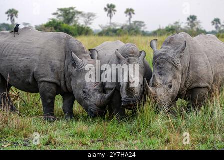 Rhinocéros blancs (Ceratotherium simum) au ranch Ziwa à Nakasongola où ils sont élevés pour être relâchés dans la nature à l'avenir, Banque D'Images