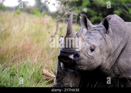 Rhinocéros blancs (Ceratotherium simum) au ranch Ziwa à Nakasongola où ils sont élevés pour être relâchés dans la nature à l'avenir, Banque D'Images