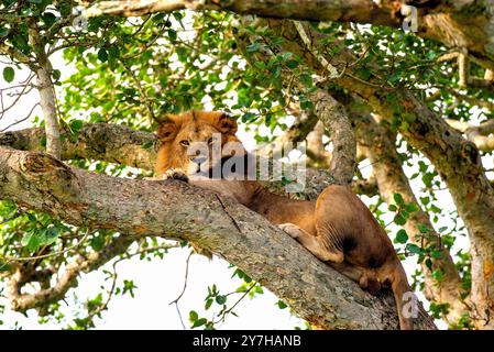Un arbre - lion grimpant à Ishasha, parc national Queen Elizabeth - Ouganda Banque D'Images